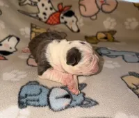 Juniper, a female Olde English Bulldogge for sale in Deerfield, OH – Photo 3 of 3