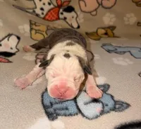 Juniper, a female Olde English Bulldogge for sale in Deerfield, OH – Photo 2 of 3