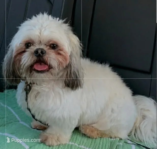 Rico – Shih Tzu puppy for sale in Middleburg, FL