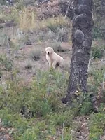 Blue, a male Golden Retriever for sale in Prescott, AZ – 2 of 3