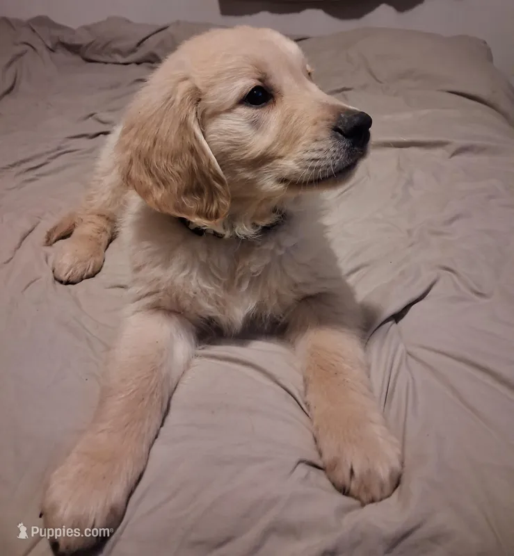 Camo boy – Golden Retriever puppy for sale in Prescott, AZ