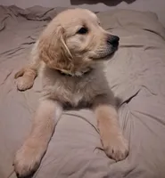 Camo boy, a male Golden Retriever for sale in Prescott, AZ – 1 of 5