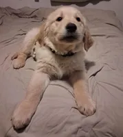 Camo boy, a male Golden Retriever for sale in Prescott, AZ – 4 of 5