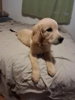 Black boy, a male Golden Retriever for sale in Prescott, AZ – 1 of 4