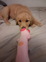 Violet, a female Golden Retriever for sale in Prescott, AZ – 4 of 5