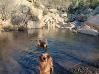 Violet, a female Golden Retriever for sale in Prescott, AZ – 3 of 5