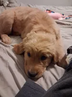 Violet, a female Golden Retriever for sale in Prescott, AZ – 5 of 5