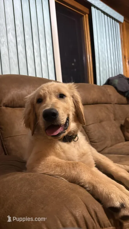 Blue – Golden Retriever puppy for sale in Prescott, AZ