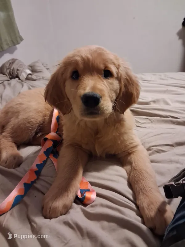 Violet – Golden Retriever puppy for sale in Prescott, AZ