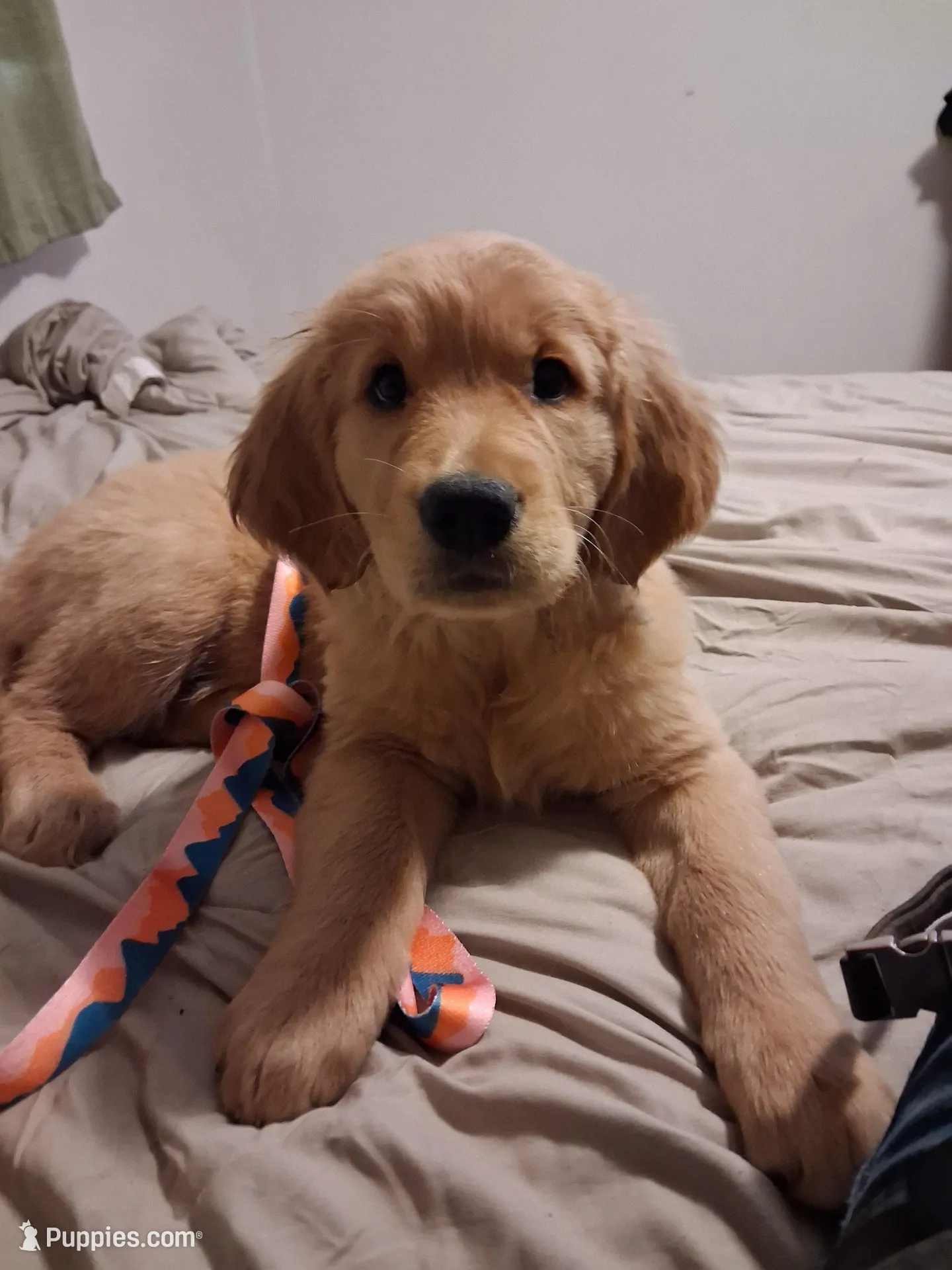 Violet, a female Golden Retriever for sale in Prescott, AZ – 1 of 5