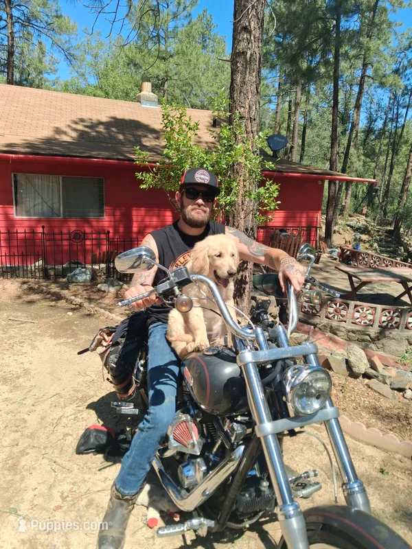Blue – Golden Retriever puppy for sale in Prescott, AZ