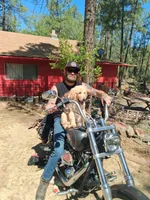 Blue, a male Golden Retriever for sale in Prescott, AZ – 4 of 4