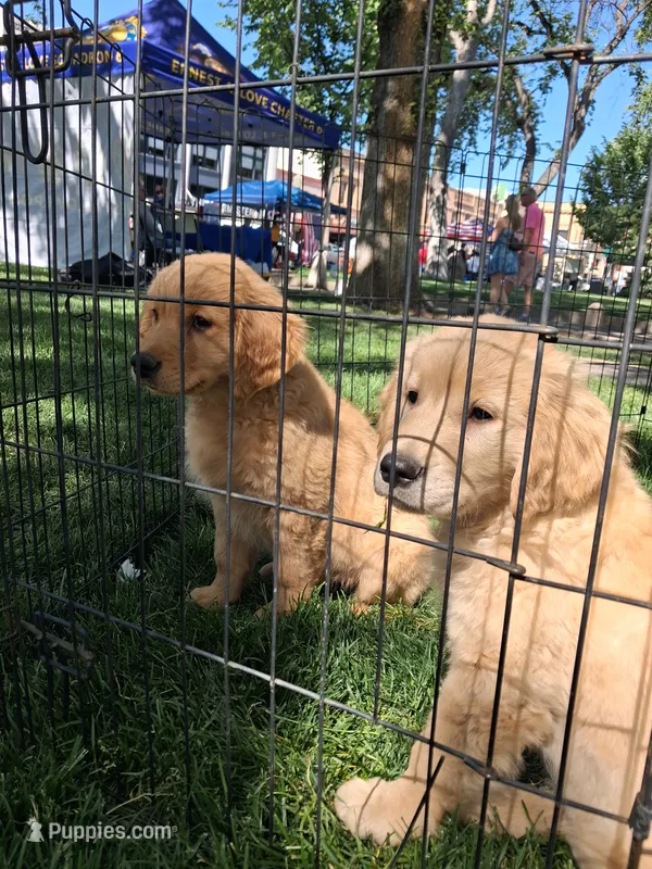 Violet – Golden Retriever puppy for sale in Prescott, AZ