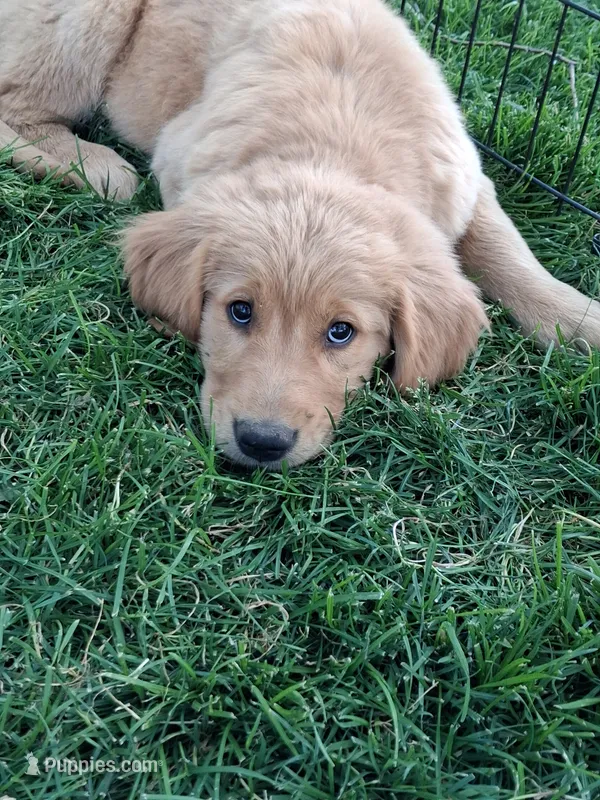 Black boy – Golden Retriever puppy for sale in Prescott, AZ