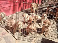 Pink girl , a female Golden Retriever for sale in Prescott, AZ – 1 of 4