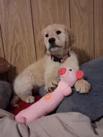 Pink girl , a female Golden Retriever for sale in Prescott, AZ – 3 of 4