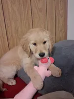 Pink girl , a female Golden Retriever for sale in Prescott, AZ – 4 of 4