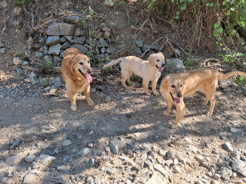 Blue – Golden Retriever puppy for sale in Prescott, AZ