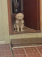 Blue, a male Golden Retriever for sale in Prescott, AZ – 3 of 3