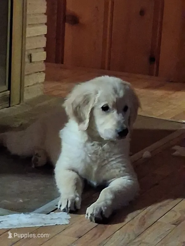 Blue – Golden Retriever puppy for sale in Prescott, AZ