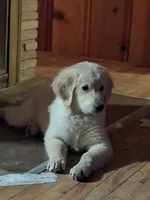 Blue, a male Golden Retriever for sale in Prescott, AZ – 1 of 3
