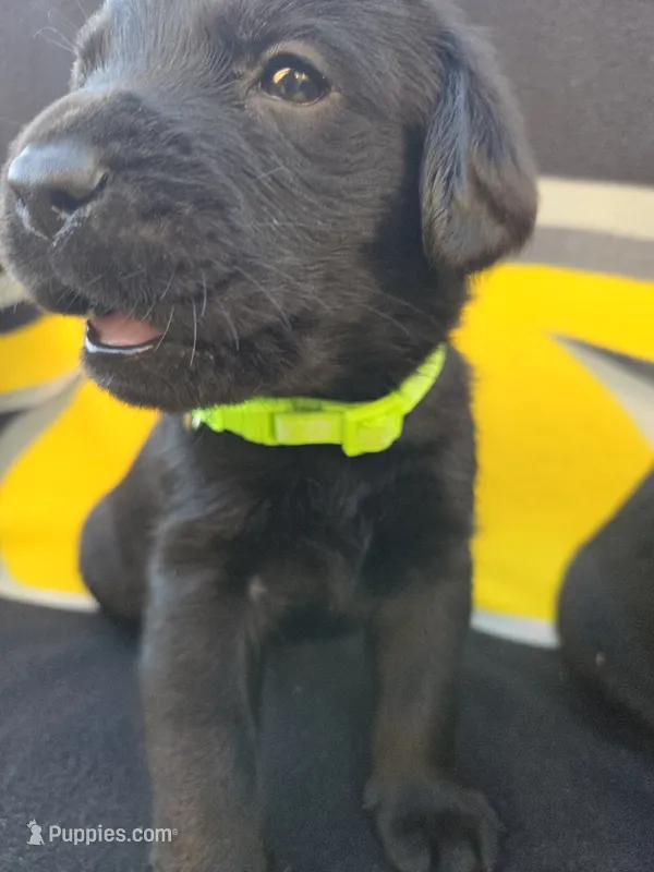 None – Labrador Retriever puppy for sale in Ridgecrest, CA