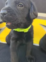 None, a male Labrador Retriever for sale in Ridgecrest, CA – 1 of 10