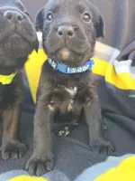 None, a male Labrador Retriever for sale in Ridgecrest, CA – 6 of 10