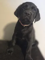 None, a male Labrador Retriever for sale in Ridgecrest, CA – 5 of 10
