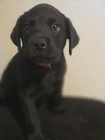 None, a male Labrador Retriever for sale in Ridgecrest, CA – 2 of 10