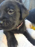 None, a male Labrador Retriever for sale in Ridgecrest, CA – 8 of 10