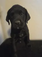 None, a male Labrador Retriever for sale in Ridgecrest, CA – 4 of 10