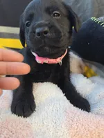 None, a male Labrador Retriever for sale in Ridgecrest, CA – 9 of 10