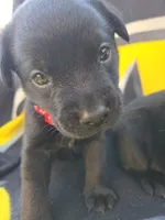 None, a male Labrador Retriever for sale in Ridgecrest, CA – 7 of 10