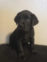 None, a male Labrador Retriever for sale in Ridgecrest, CA – 10 of 10