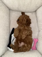 Bruno, a male Poodle - Toy  for sale in Chicago, IL – 1 of 6
