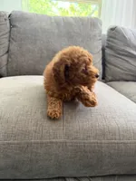 Bruno, a male Poodle - Toy  for sale in Chicago, IL – 6 of 6