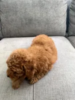 Bruno, a male Poodle - Toy  for sale in Chicago, IL – 3 of 6