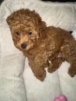 Bruno, a male Poodle - Toy  for sale in Chicago, IL – 2 of 6