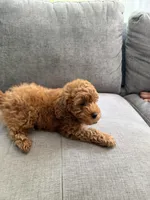 Bruno, a male Poodle - Toy  for sale in Chicago, IL – 4 of 6