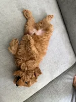 Bruno, a male Poodle - Toy  for sale in Chicago, IL – 5 of 6