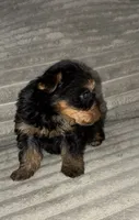 Coco, a female Yorkshire Terrier for sale in Winder, GA – 2 of 3
