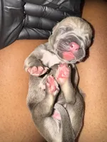 Puppy 1, a male Cane Corso for sale in Winder, GA – 2 of 2