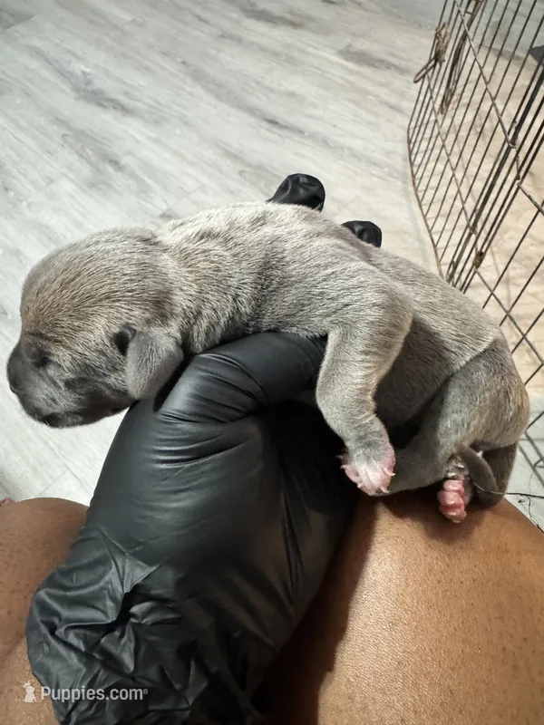 Puppy 1 – Cane Corso puppy for sale in Winder, GA