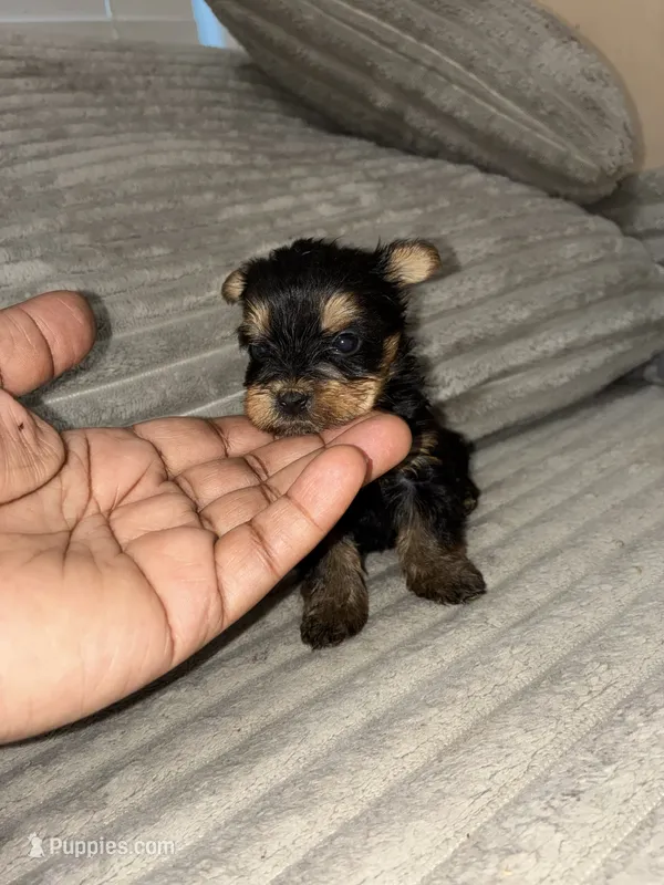 Coco – Yorkshire Terrier puppy for sale in Winder, GA