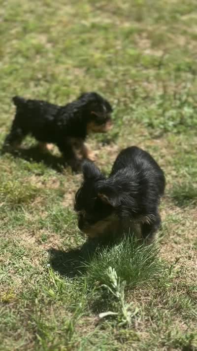 Renni (runt), a female Yorkshire Terrier for sale in Winder, GA – 2 of 8