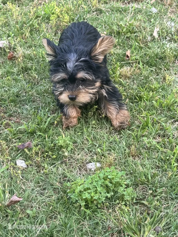 Renni  – Yorkshire Terrier puppy for sale in Winder, GA