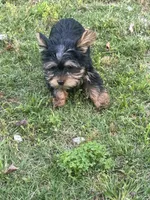Renni , a female Yorkshire Terrier for sale in Winder, GA – 1 of 10