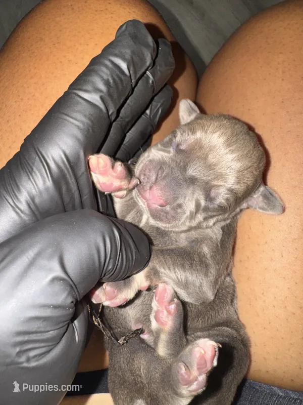 Puppy 2 – Cane Corso puppy for sale in Winder, GA