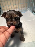 Blondie , a female Yorkshire Terrier for sale in Winder, GA – 2 of 2